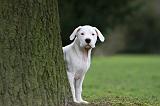 DOGUE ARGENTIN 264